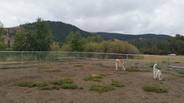 Mountains and a fenced in dog area. What could be better?